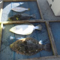 大進丸（愛知） 釣果