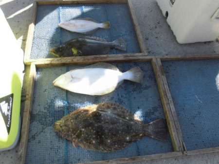 大進丸（愛知） 釣果