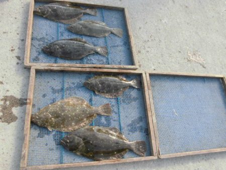 大進丸（愛知） 釣果