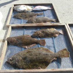 大進丸（愛知） 釣果