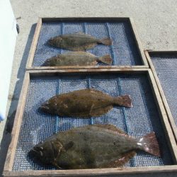 大進丸（愛知） 釣果