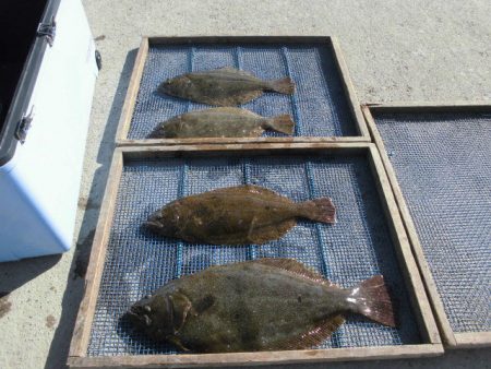 大進丸（愛知） 釣果