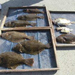 大進丸（愛知） 釣果