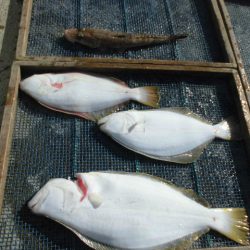 大進丸（愛知） 釣果