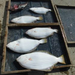 大進丸（愛知） 釣果