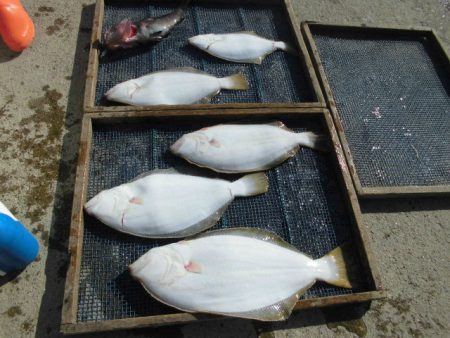 大進丸（愛知） 釣果