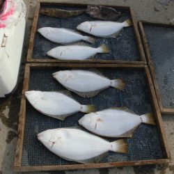 大進丸（愛知） 釣果