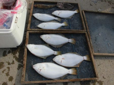 大進丸（愛知） 釣果