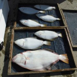 大進丸（愛知） 釣果