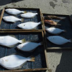 大進丸（愛知） 釣果