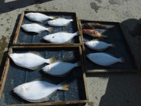 大進丸（愛知） 釣果