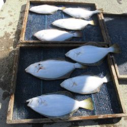 大進丸（愛知） 釣果