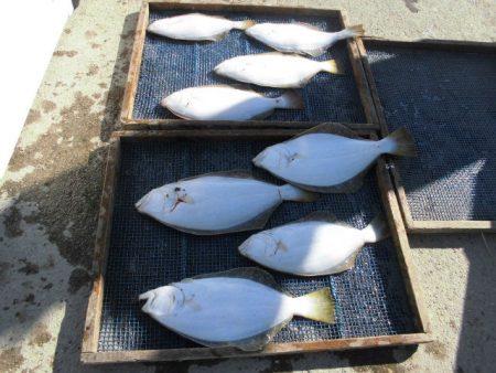 大進丸（愛知） 釣果