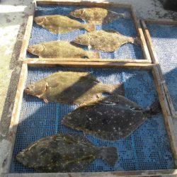 大進丸（愛知） 釣果