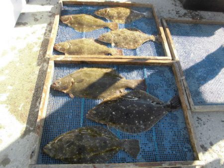 大進丸（愛知） 釣果