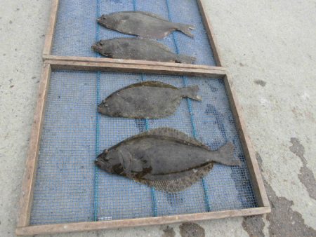 大進丸（愛知） 釣果