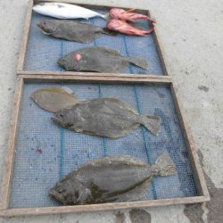 大進丸（愛知） 釣果