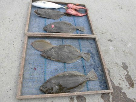 大進丸（愛知） 釣果