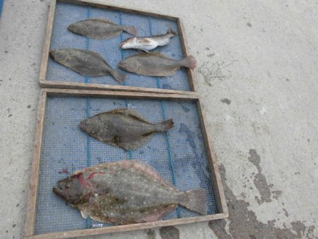 大進丸（愛知） 釣果