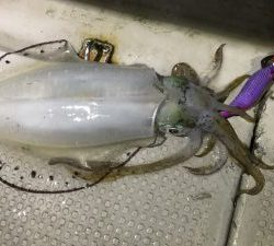 白墨丸 釣果