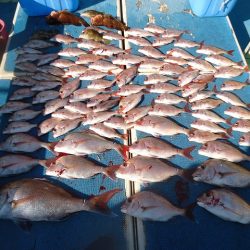 十八宝洋丸 釣果