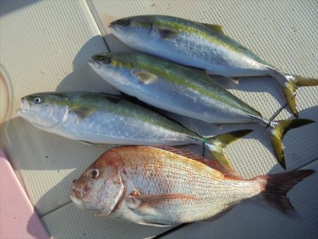 ＨＡＲＵＫＡ丸　はるかまる 釣果