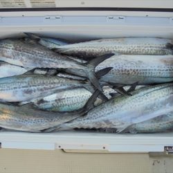 ＨＡＲＵＫＡ丸　はるかまる 釣果