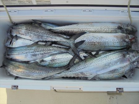 ＨＡＲＵＫＡ丸　はるかまる 釣果