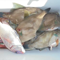 ＨＡＲＵＫＡ丸　はるかまる 釣果