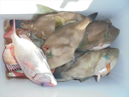 ＨＡＲＵＫＡ丸　はるかまる 釣果