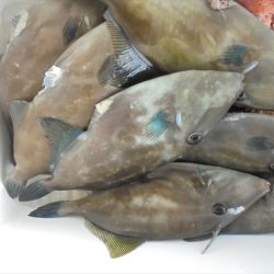 HARUKA丸 はるかまる 釣果