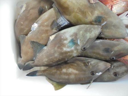 HARUKA丸 はるかまる 釣果