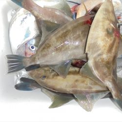 HARUKA丸 はるかまる 釣果