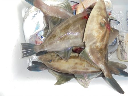 HARUKA丸 はるかまる 釣果