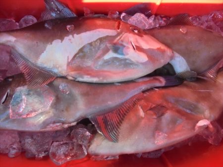 ＨＡＲＵＫＡ丸　はるかまる 釣果