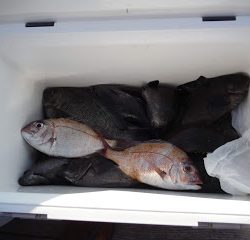 バラモン1号 釣果