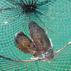 こかわ渡船　雅丸 釣果