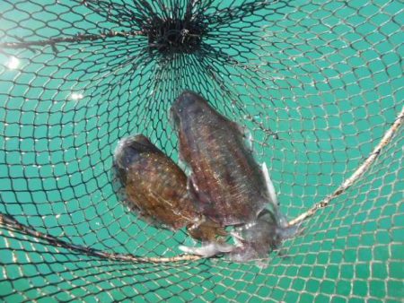 こかわ渡船　雅丸 釣果