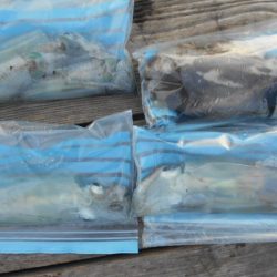 こかわ渡船　雅丸 釣果