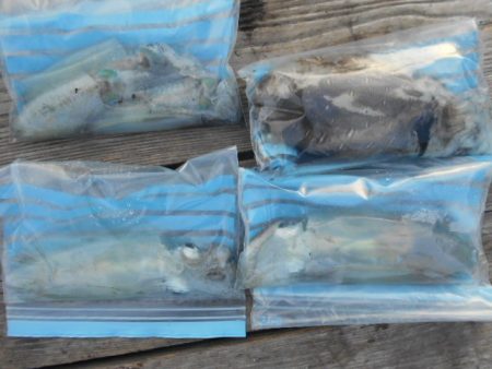 こかわ渡船　雅丸 釣果