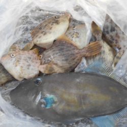 こかわ渡船　雅丸 釣果