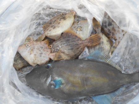 こかわ渡船　雅丸 釣果