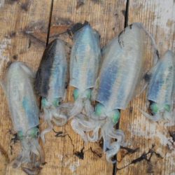 こかわ渡船 雅丸 釣果