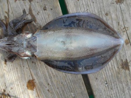 こかわ渡船　雅丸 釣果