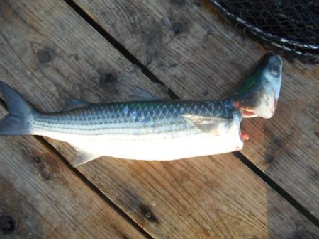 こかわ渡船　雅丸 釣果