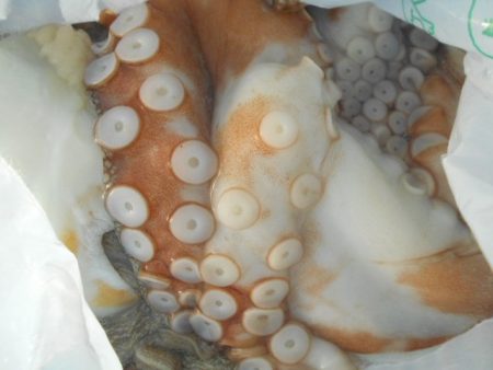 こかわ渡船　雅丸 釣果