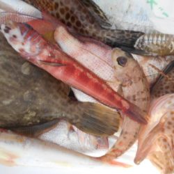 こかわ渡船　雅丸 釣果