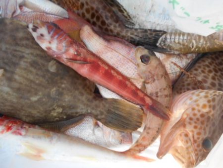 こかわ渡船　雅丸 釣果