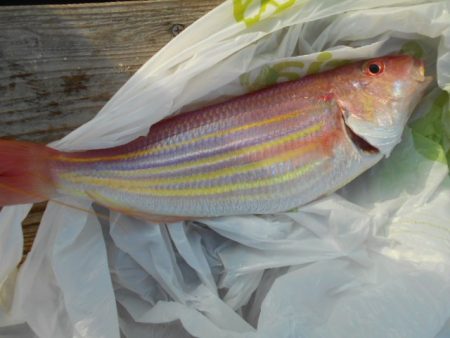 こかわ渡船　雅丸 釣果