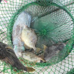 こかわ渡船　雅丸 釣果